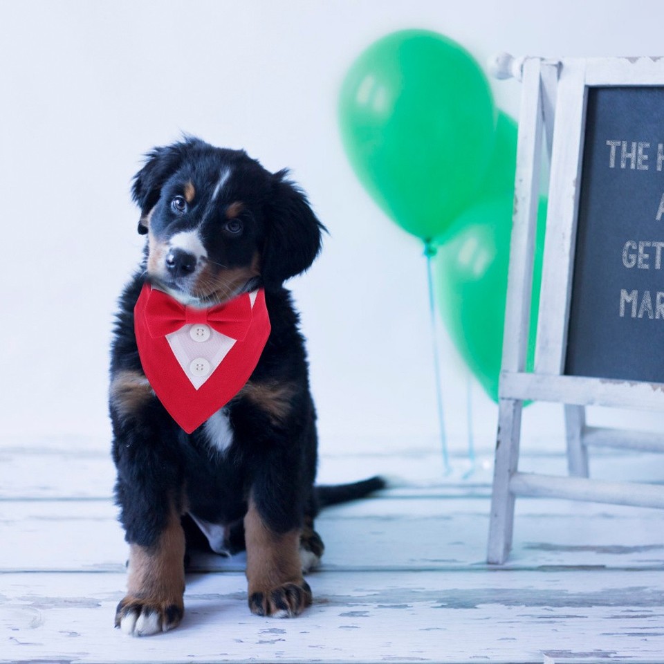 Honhoha Haarschnitt-Umhang Für Hunde & Katzen - Transparentes Pflegetuch