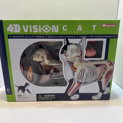 Animal Anatomy Model 4D VISION Cat Brown White Qingdao Cultural Materials TM