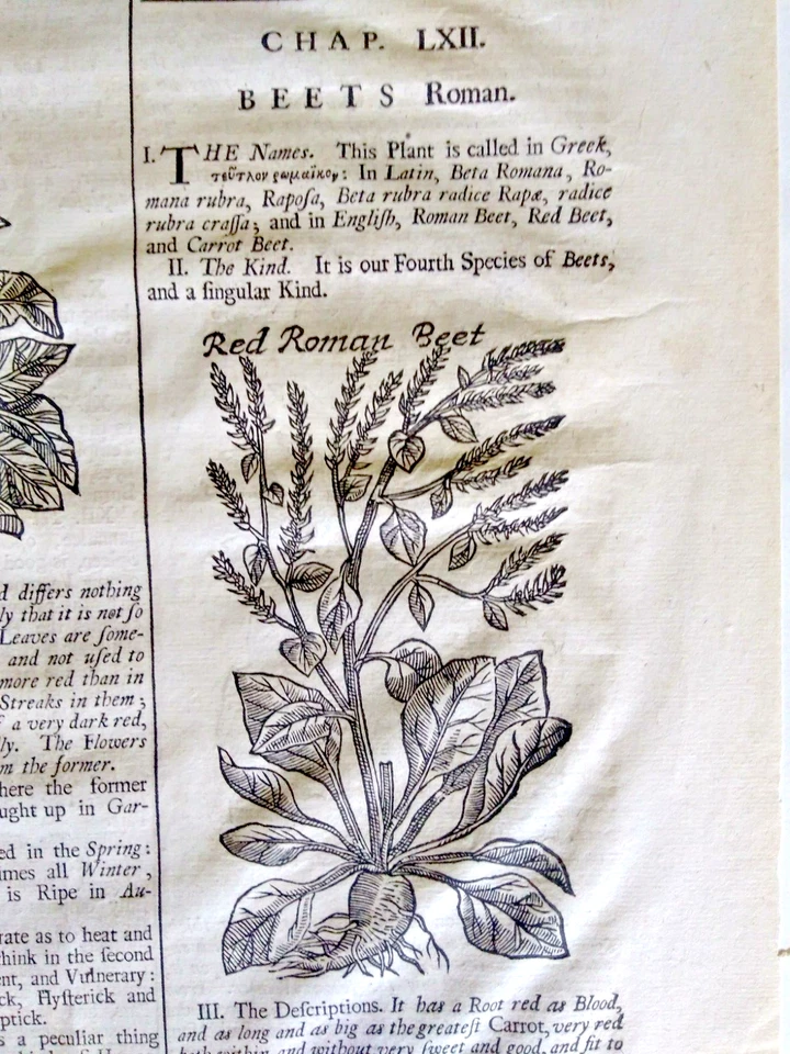 1710 English Herbal or History of Plants page with 3 original woodcuts of beets - Image 3 of 4
