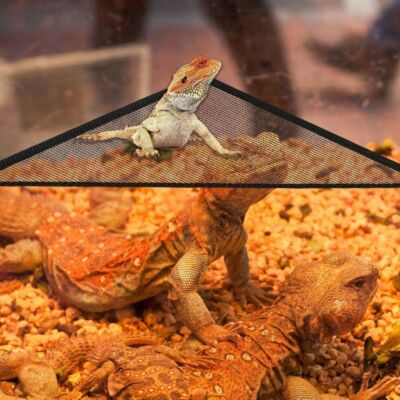 Reptile Hammock Bearded Dragon Bearded Dragon Leopard Gecko