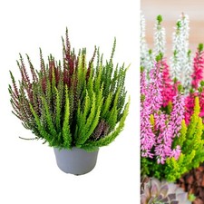 Calluna Heather High Five Mix - Five Erica Evergreen Hardy