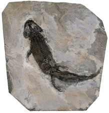 Perm  Micromelerpedon credneri  Seltener Branchiosaurier  Odernheim  KE14-2