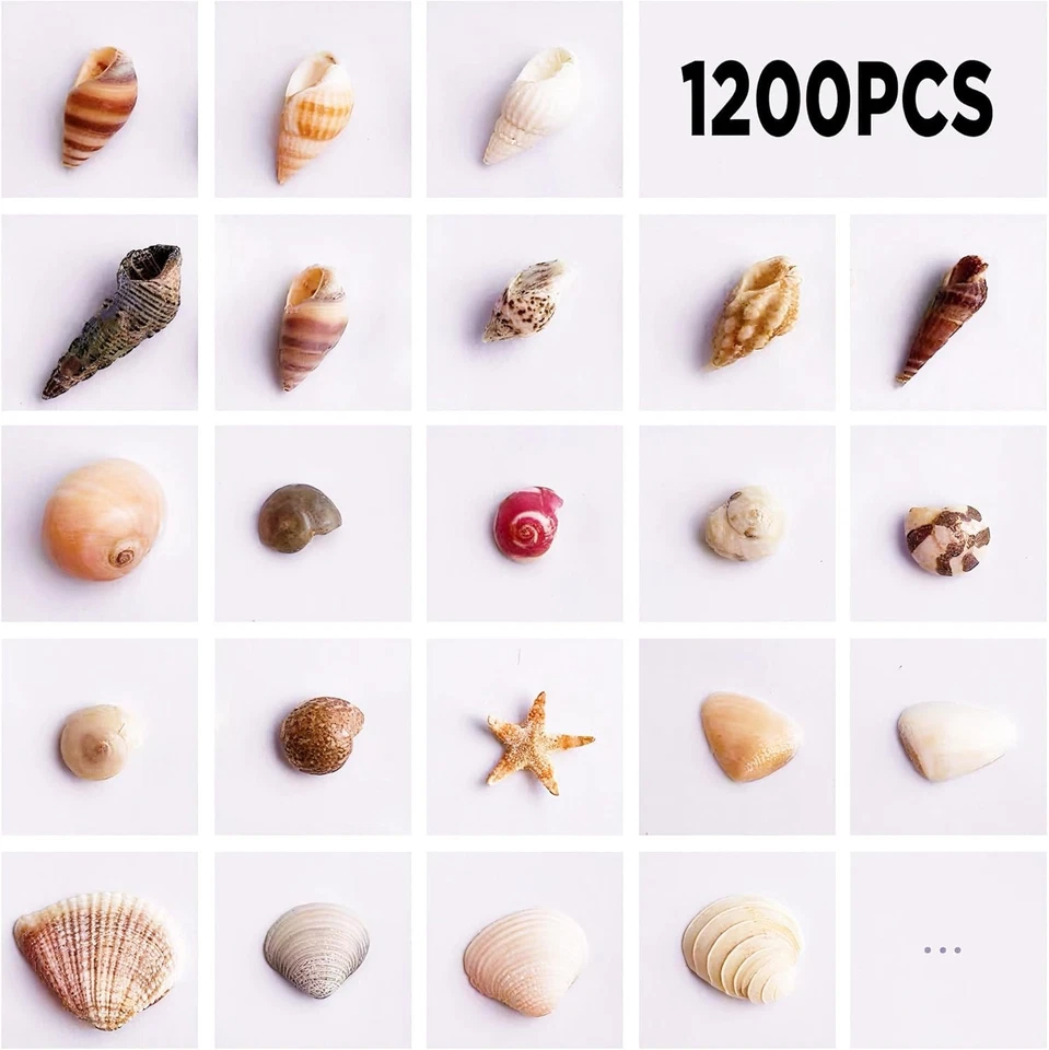 1200 PCS Tiny Sea Shells &10 Small Starfish - Mixed Ocean Beach Spiral Seashells - Image 2 of 4