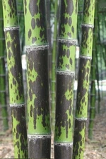 50 Leopard Bamboo Seeds Privacy Plant Garden Clumping Shade Screen US SELLER