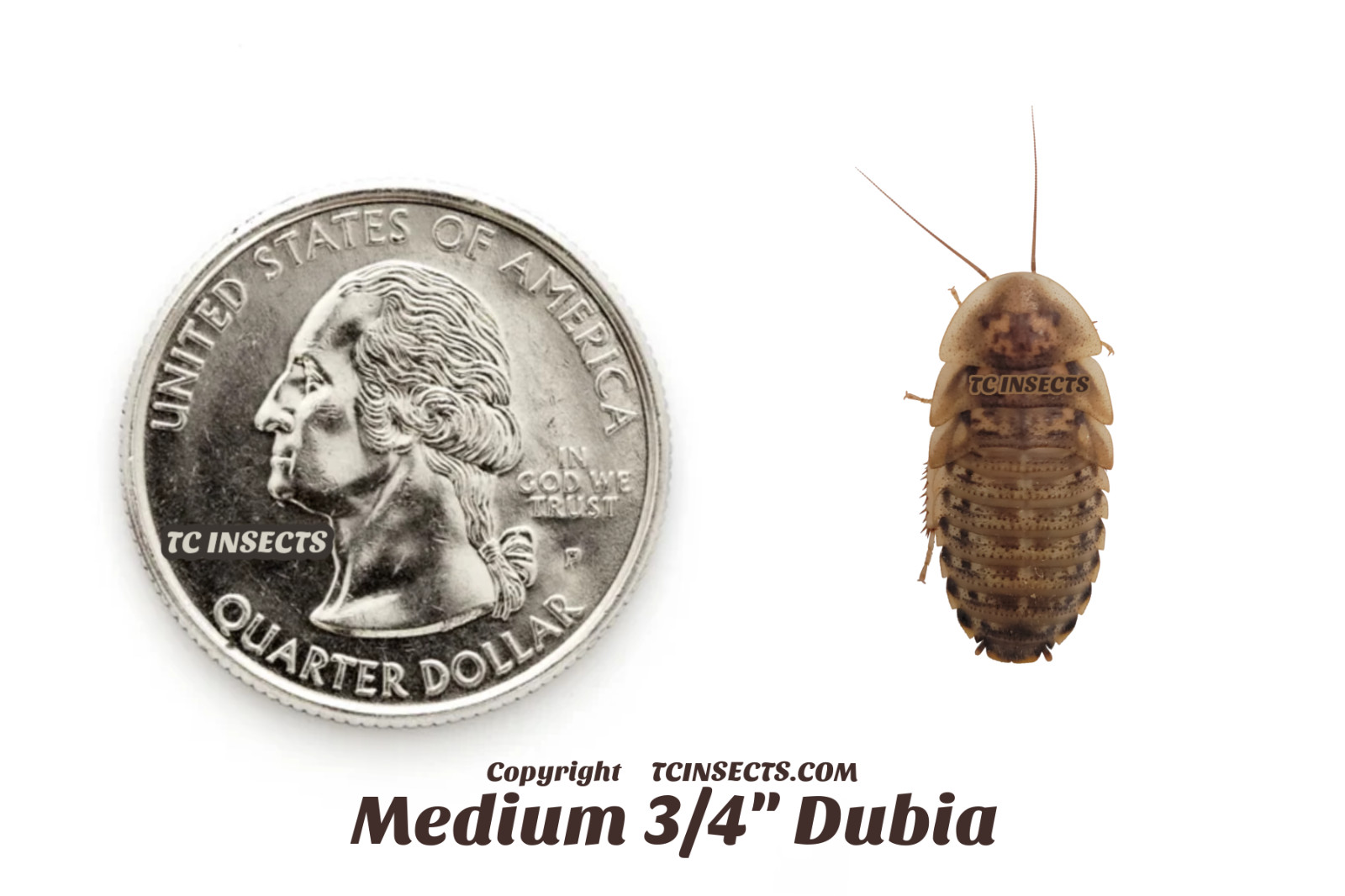Dubia Roaches | Small, Medium, Large | Live Arrival & FREE SHIPPING NATIONWIDE!