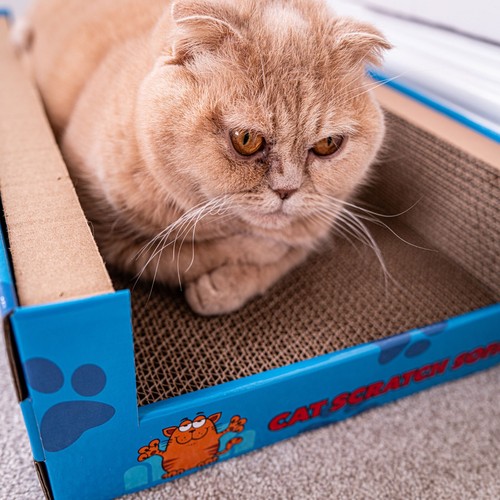 Cat Kitten Scratcher Sofa Corrugated Cardboard Scratching Bed Lounge with Catnip - Picture 2 of 9