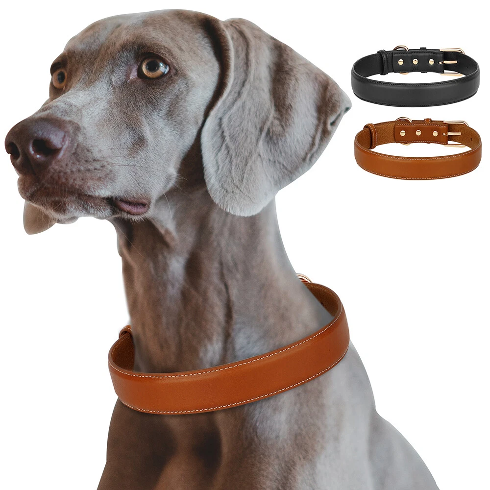 Xxl hotsell dog collar