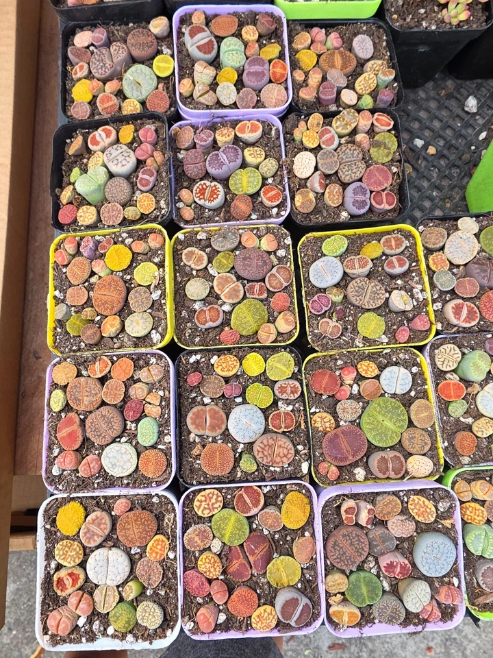 Imported Lithops succulent 1 set - Image 2 of 2