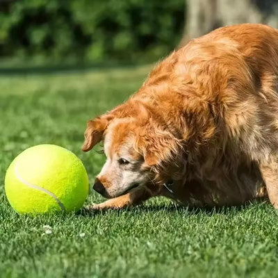 XXL Tennisball für Hunde   Aufblasbares, Hundespielzeug inklusive Luftpumpe