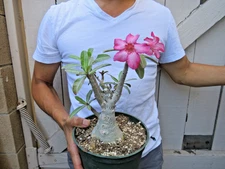 Adenium Obesum Grafted Succulent -H