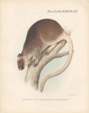 Finsch's Tree Kangaroo