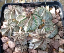 Astrophytum capricorne Clusters Cactus