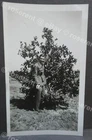 WW2 USA - RAF Aircrew training F Earnshaw Georgia picks Peaches photo 12 by 7cm