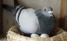Plastic Dummy Eggs for Racing Homing Pigeons ? Solid Fake Eggs ? Set of 6