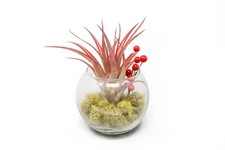 Air Plant Shop Festive Terrarium Kit - Wholesale & Bulk - Live Tillandsia