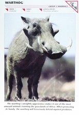 Warthog Picture Pamphlet Vtg Foldout Reference Education Sheet Out of Print  