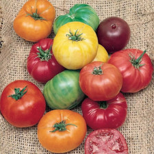 120 RAINBOW BEEFSTEAK MIX TOMATO SEEDS - HEIRLOOM - ORGANIC - NON GMO --- FRESH