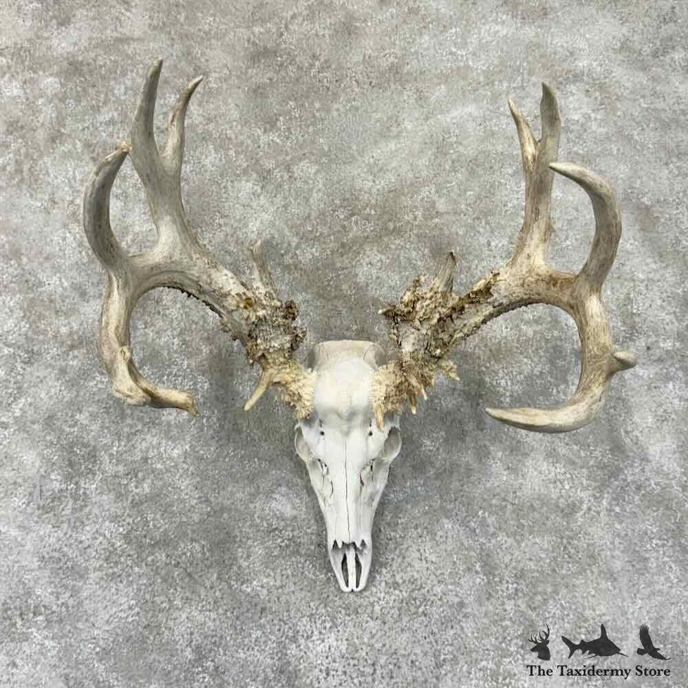 30909 P | Whitetail Deer Skull European Taxidermy Mount For Sale