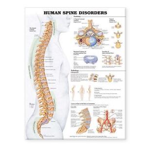 Anatomical Chart Company Skokie