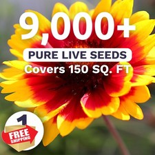 Blanket Flower Seeds Gaillardia aristata 1oz 9000 Packet 0.04 per gallon