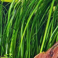 2 Jungle Vals - Buy 2 GET 1 FREE - Italian Val Vallisneria Live Aquarium Plants - Picture 5 of 12