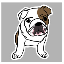  adesivo cane bulldog inglese dog  sticker decal autocollant aufkleber pegatina