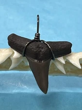 SHARK TOOTH PENDANT. 1 Inch Fossilized LEMON Shark Tooth From Bone Valley Fl 