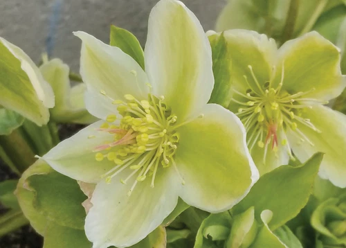 Hellebore Snow Love Winter Magic Rare HEALTHY WELL-ROOTED Plant. A must have