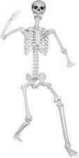 6Ft/185Cm Posable Halloween Skeleton, Life Size Skeleton Bones with Movable Join