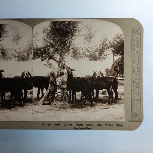 WW1 Military Stereoview C1916 Real Photo Turkey Gallipoli Mules & Handlers