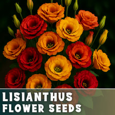 Amber Mix Lisianthus Seeds - 100 Seeds Garden Bloom Flower Seed Non Gmo