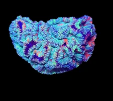 WYSIWYG Rainbow Wilsoni – Live LPS Coral for Reef Aquarium