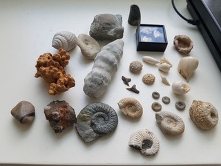 Fossilien Sammlung Konvolut 3