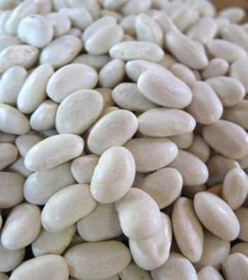 #ad #ad Great Northern Bean Seeds Treated. FREE SHIPPING $12.45