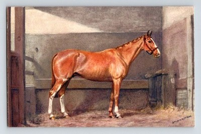 Tiere: Pferde. Schwergewichtsjäger Typ: Wallach. Unbestellte Postkarte.