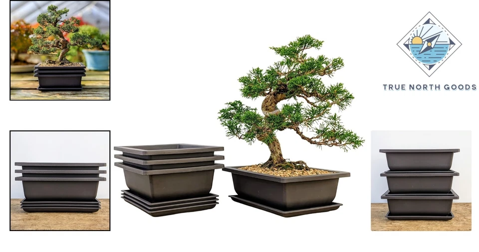 Paquete económico de 3 ollas de entrenamiento para bonsáis resistentes a la rotura de 8 pulgadas con bandejas Foto 2 de 4