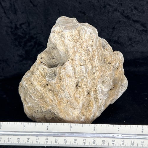 "Fósil de cuarzo con base de corte rugoso de colonia de coral fosilizado de 6-1/3""" - Imagen 4 de 12