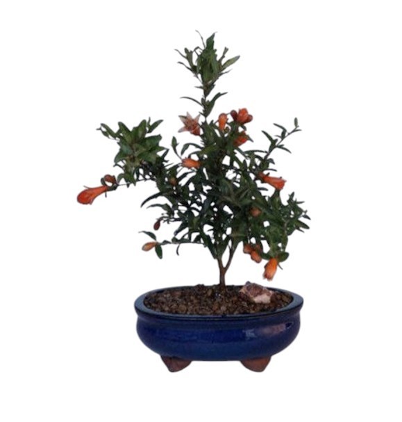 blumenkübel aus bambus Großer Bambus-Pflanzkasten quadratisch – XL Pflanzkübel Balkon – Bambusbasis main image 0