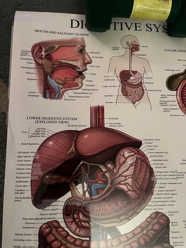 Poster anatomico sistema digestivo e respiratorio double face laminato - Foto 4 di 8