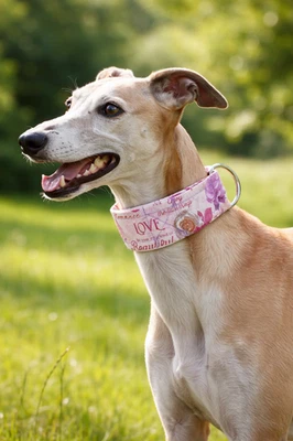 Windhundhalsband,Martingale fürSaluki,Whippet,Italian BR 4 cm versch.Größen - Bild 1 von 4