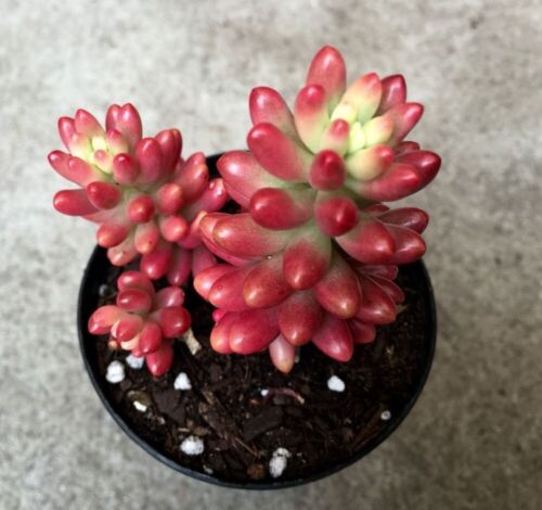 10x Ableger Sedum rubrotinctum, ca 10cm, Sukkulente mit besonderer Farbgebung - Bild 5 von 12