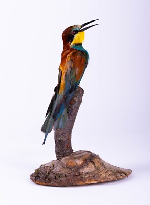 Real Stuffed Taxidermy Bird Bee-eater Standing mount Home decor Merops apiaster