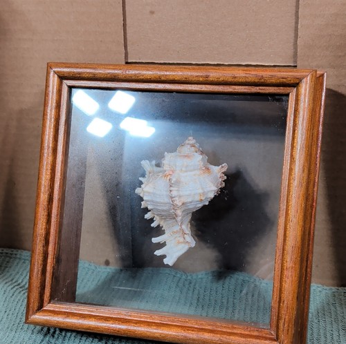 Large Branched Murex Sea Shell Oak Shadow Box Double Glass Floating Frame