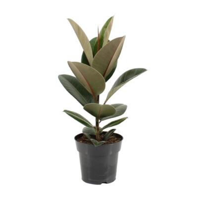 Gummibaum Ficus elastica Robusta 55 cm hoch Ø 17 cm Zimmerpflanze pflegeleicht