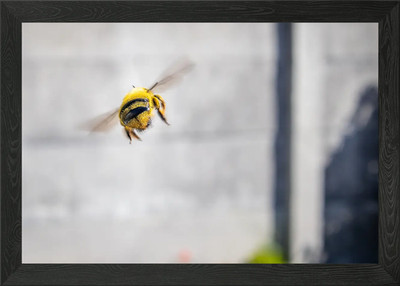 Zimmermann Biene fliegt gerahmtes Wandbild Poster Leinwanddruck Bild