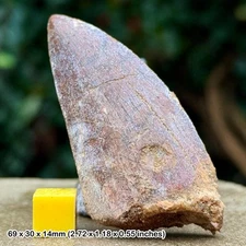 Carcharodontosaurus dinosaur tooth fossil (similar to t-rex) - cretaceous, kem