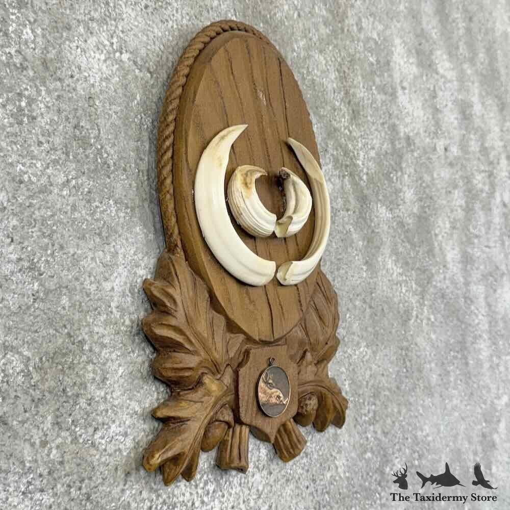 b-17】 Wild boar's tusk / 朱殷のホワイトハーツ b-17】 Wild boar's