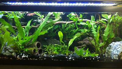 Java Fern - Selection of 12 live aquarium plants (2 large, 4 medium, 6 small)