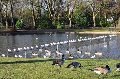 Foto 6x4 Vogelparadies am Cannon Hill Park, Edgbaston, Birmingham Moor G c2018