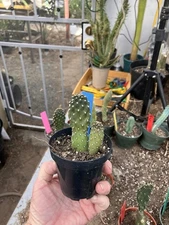 Opuntia Consolea rubescens Road Kill Roadkill Cactus 3"T This Plant #5B 2 Stems
